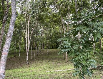 IMG_1136